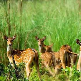 Nepal Safari