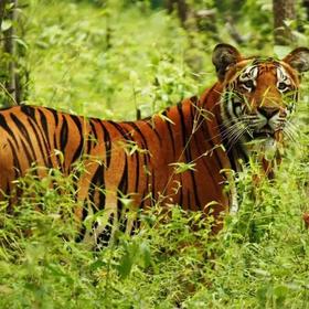 Nepal Safari